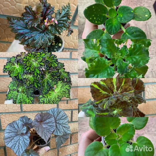 Комнатные цветы