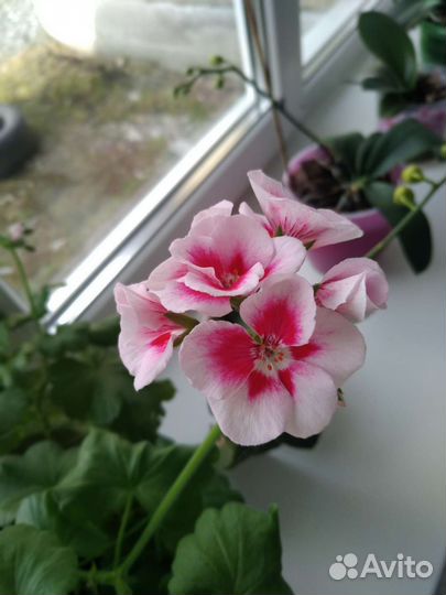 Пеларгония герань сортовая