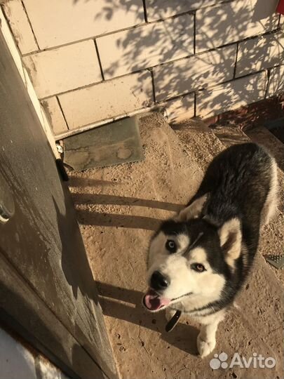 Вязка хаски