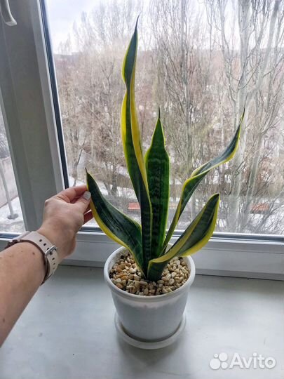 Сансевиерия Лауренти сорт с кашпо растения цветы