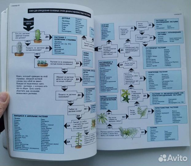 Всё о комнатных растениях