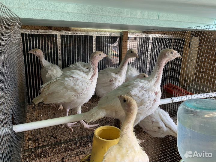 Индюк Биг6 Гиганты