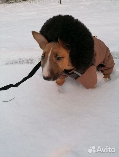 Зимний комбинезон для собаки