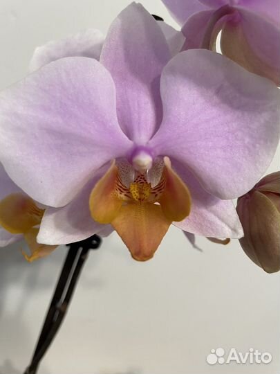 Орхидея фаленопсис Тулкан