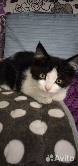 Отдадим бесплатно котенка (мальчик)