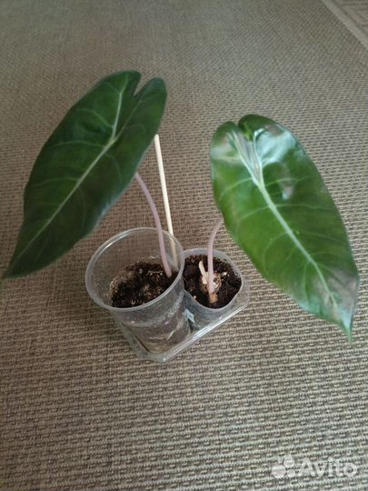 Филодендрон,маранта,алоказия