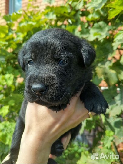 Щенки лабрадора черные