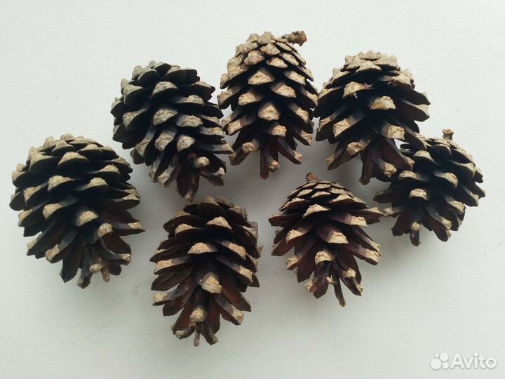 Шишки сосновые