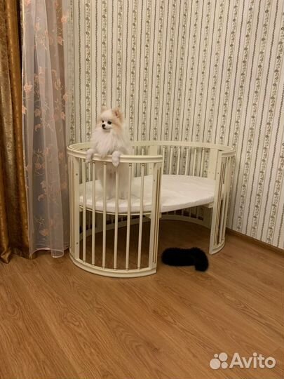 Мини шпиц вязка