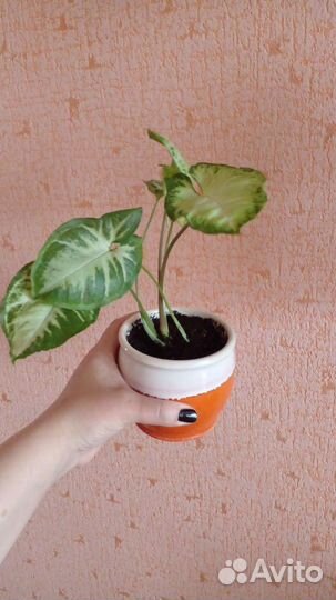 Сингонеум, традесканция