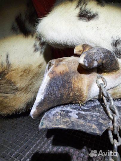 Обрезка копыт крс