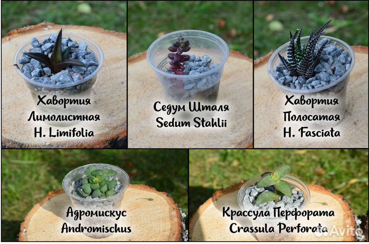 Кактусы и суккуленты