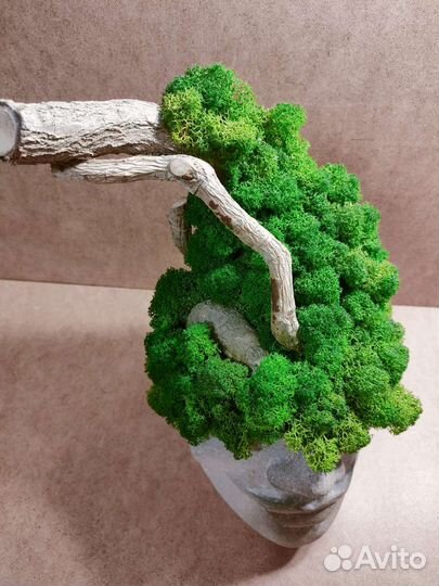 Кашпо из бетона и мха