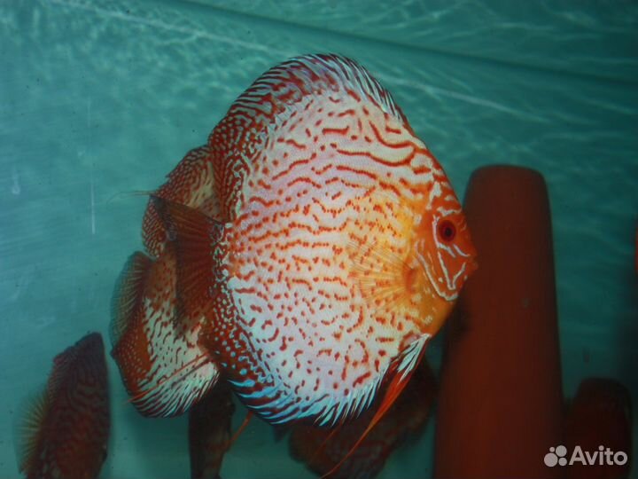 Дискусы Разводные (Не привоз) разные