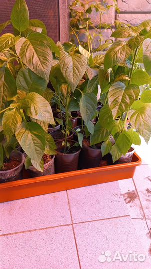 Рассада перцев