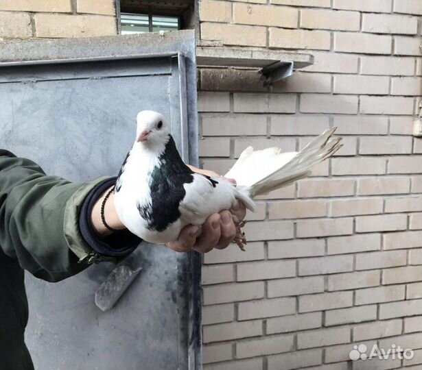 Голуби Гривуны высоколетные