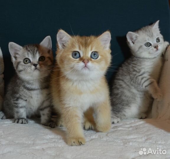 Британцы Серебро и золото