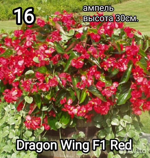 Бегония вечноцветущая