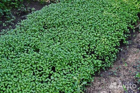 Горчица белая семена