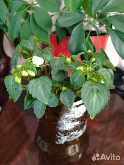 Бальзамин махровый