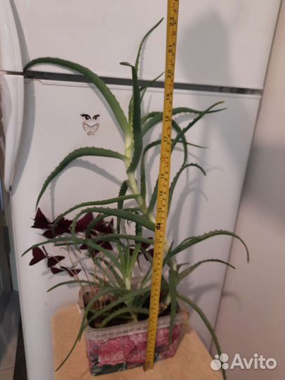 Алоэ (столетник)