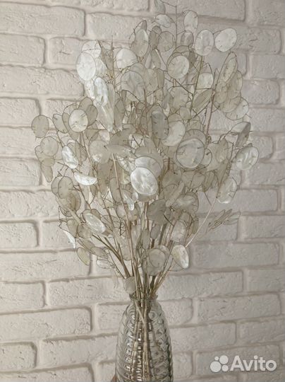 Семена лунарии, лунник, лунная трава, сухоцвет