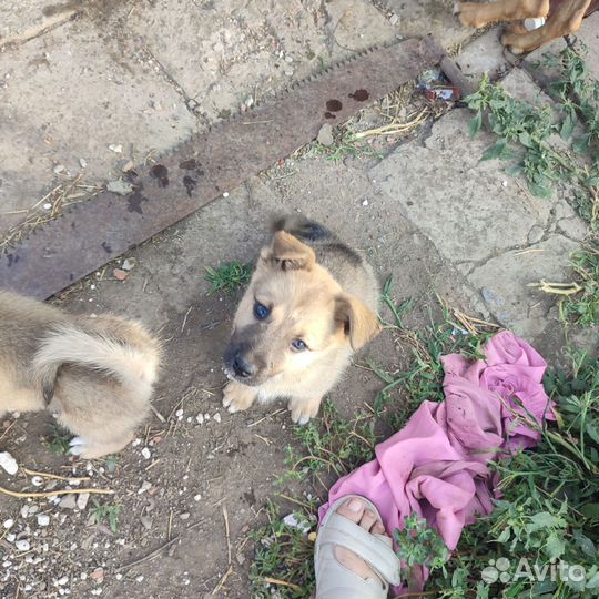 Щенок в добрые руки