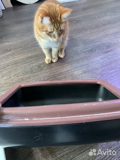 Лоток для кошек большой и малый