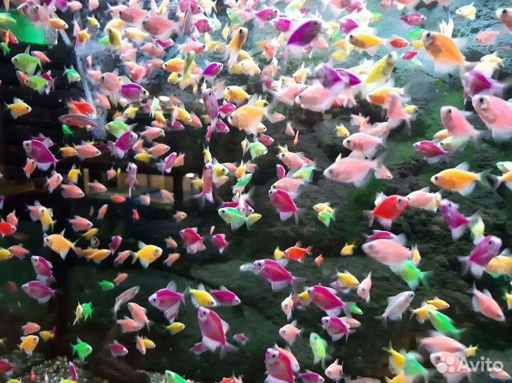 Аквариумные рыбки