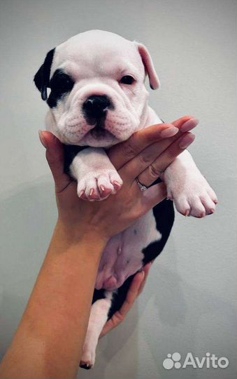 Американский булли микро/покет