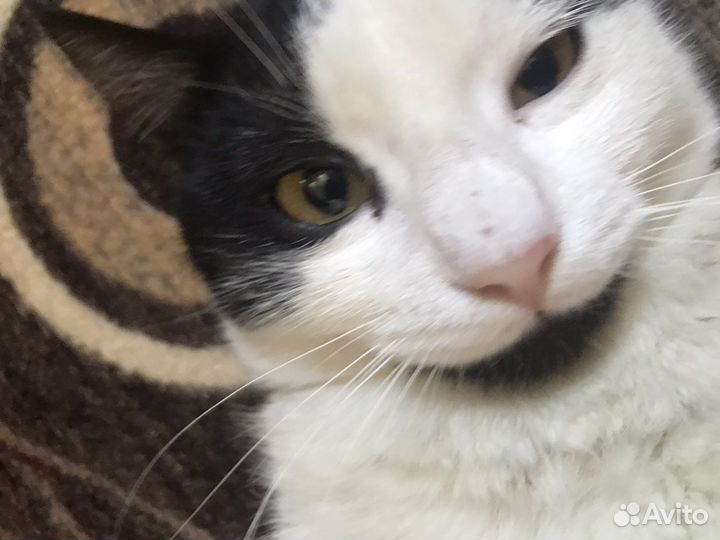 Потерялся кот