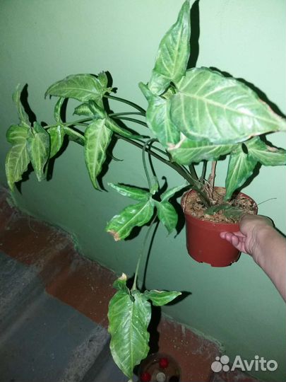 Олеандр, сингониум, фуксия, розмарин