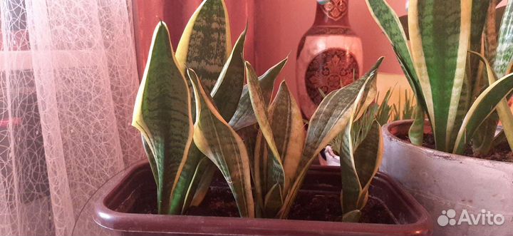 Сансевиерия