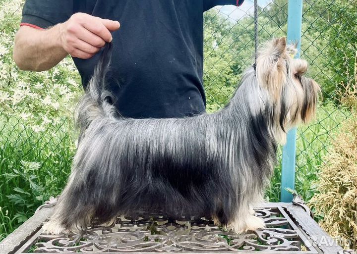 Йоркширский терьер