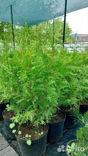 Туя западная Брабант 60-80 см (С7)