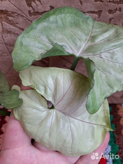 Сингониумы сортовые