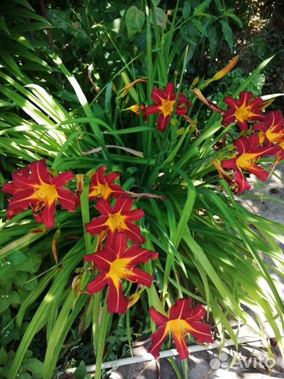 Для малоуходного сада, многолетние цветы