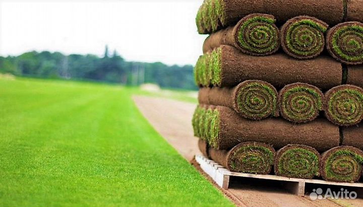 Рулонный газон