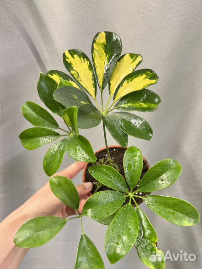 Комнатные цветы-шефлера