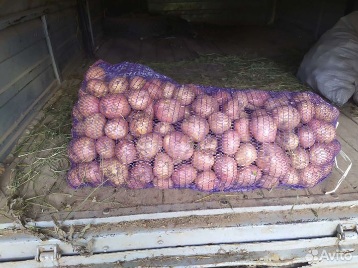 Картофель оптом
