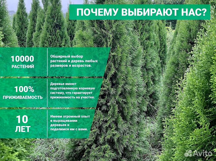 Туя Изумрудная 200см