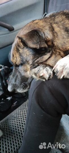 Взрослая собака В дар. Хозяйка в коме. SOS