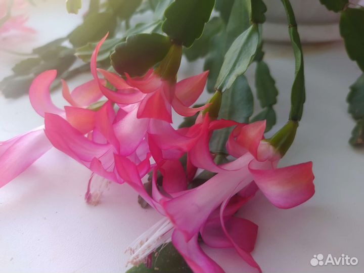 Декабрист, кактус