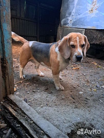 Продаю племенного кобеля