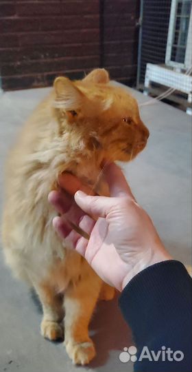 Чья потеряшка