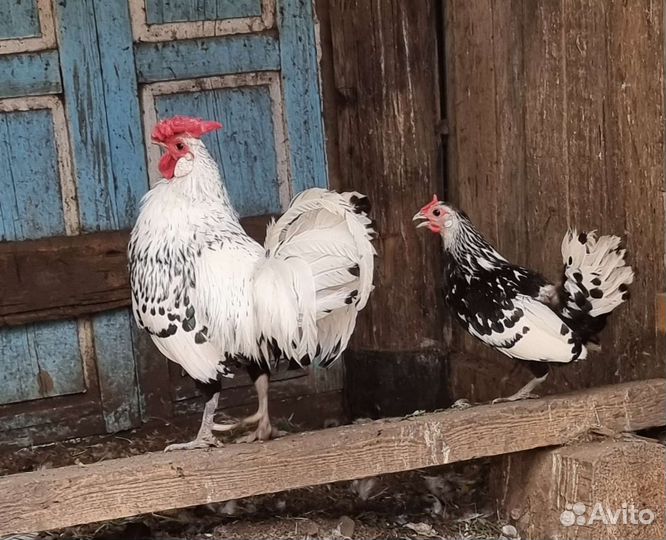 Породные куры