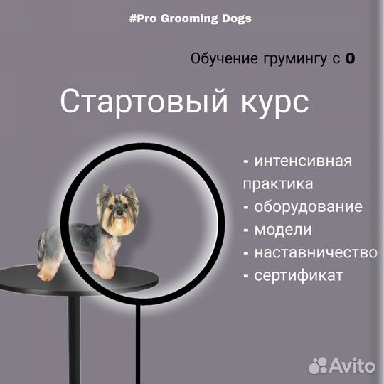 Курсы груминга