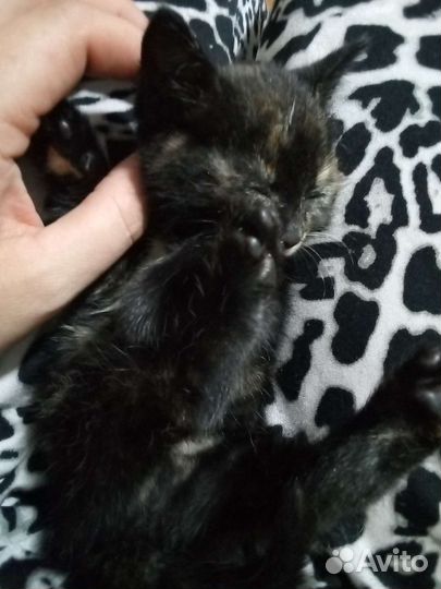 Кошка в дар бесплатно