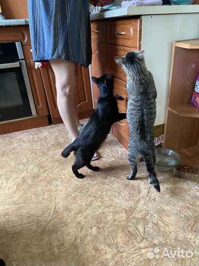 Кошки в добрые руки