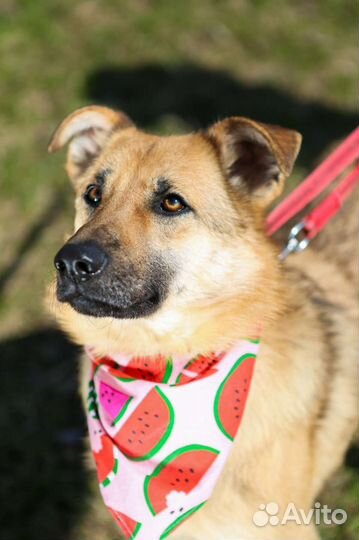 Прелестная Винки ищет дом